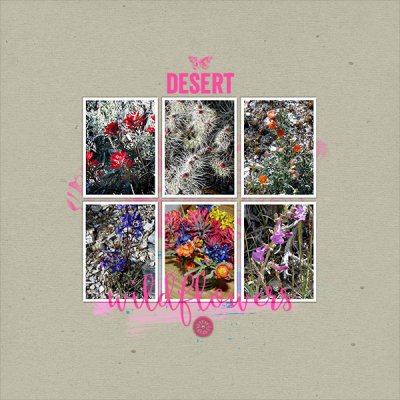desert wildflowers
