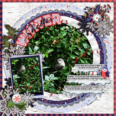 A Winter Bird In the Holly Bush (londoncuppa)