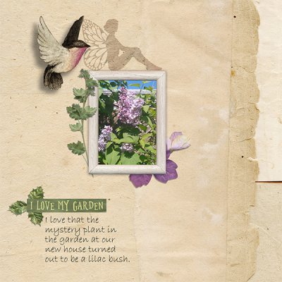 Lilac Bush