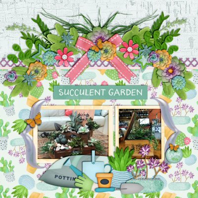 Succulent Garden