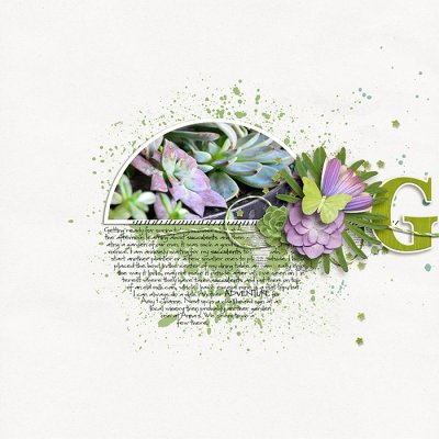 Succulents