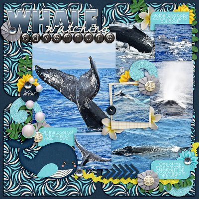 Whale watching adventure