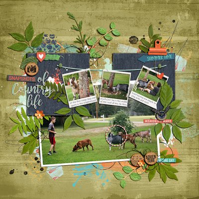 Snapshots of Country Life