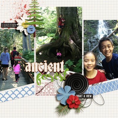 Ancient Forest