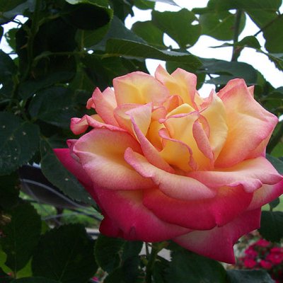 Rose