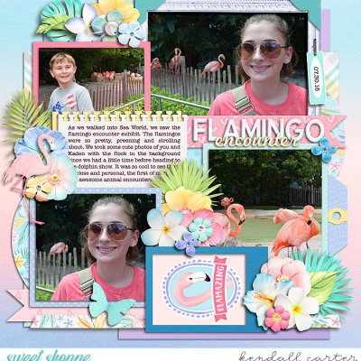 Flamingo Encounter