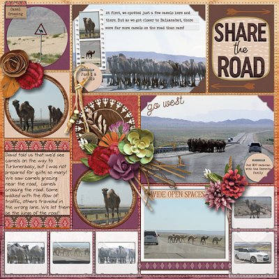 Share the Road #11 Wild Card