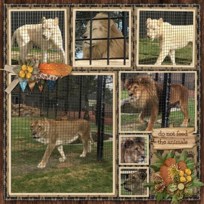 Hunter Valley Zoo - Lions