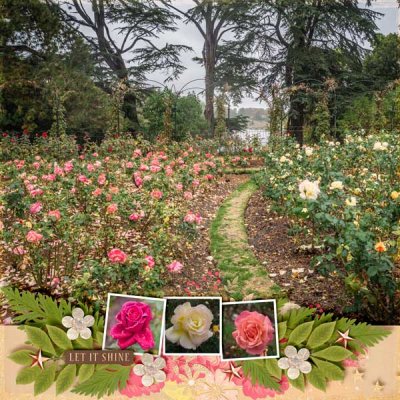 Rose Garden in October