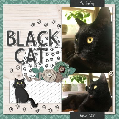 Black Cat