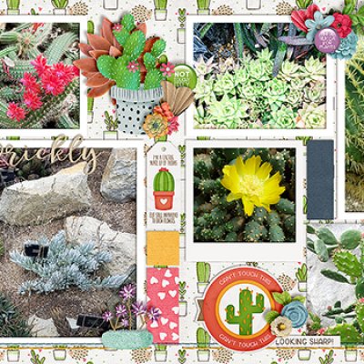 Kew's Cacti
