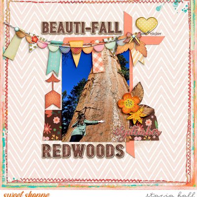 Beautiful Redwoods