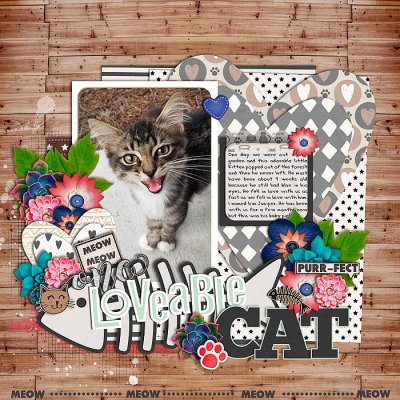 One Loveable Cat