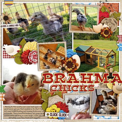 Brahma Chicks