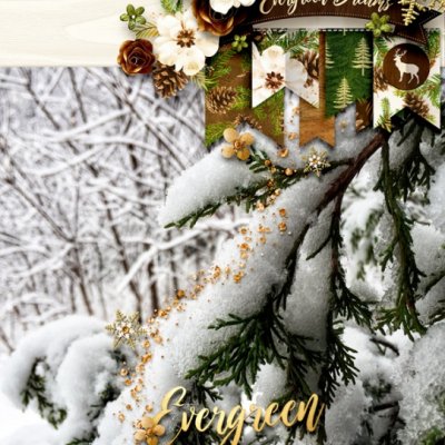 EvergreenDreams