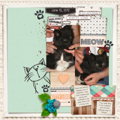 New Foster Kittens