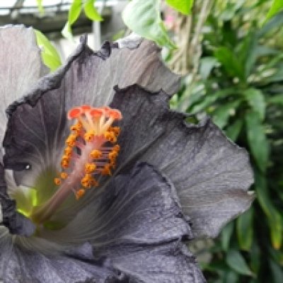 Black Hibiscus