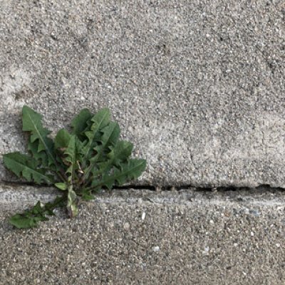 Rule of thirds challenge