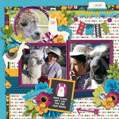 Llama drama