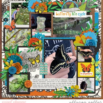 Butterfly Life Cycle