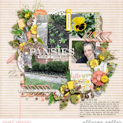 Pansies