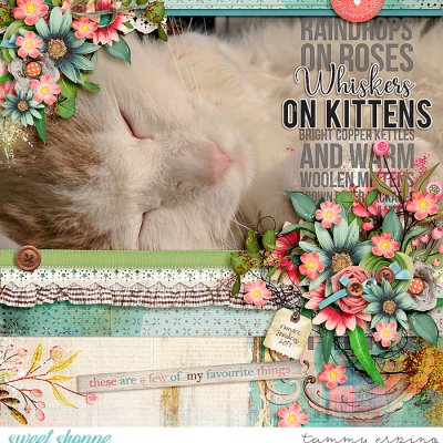 whiskers on kittens