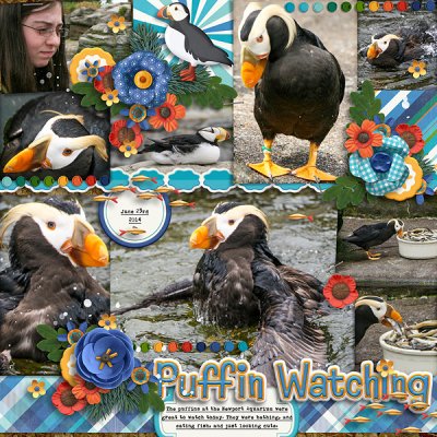 Puffins at the Newport Aquarium