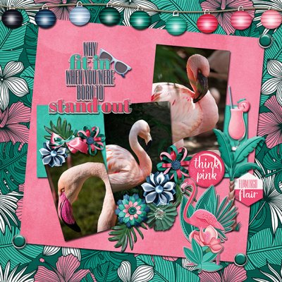 Flamingos