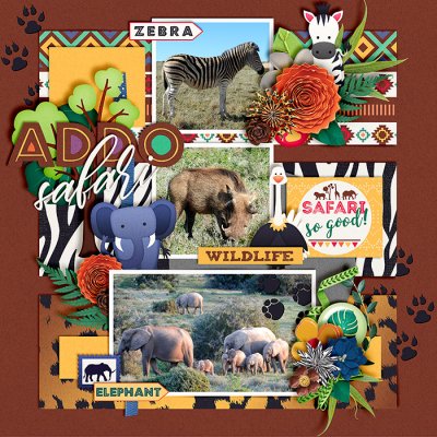 Addo Safari