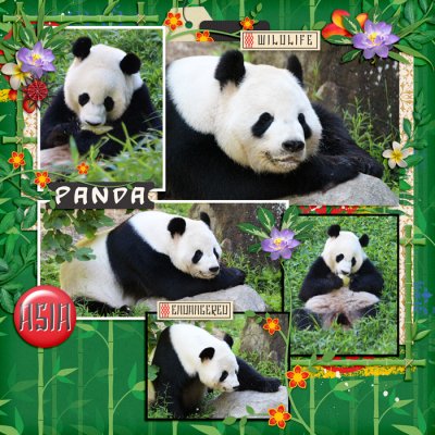 Panda