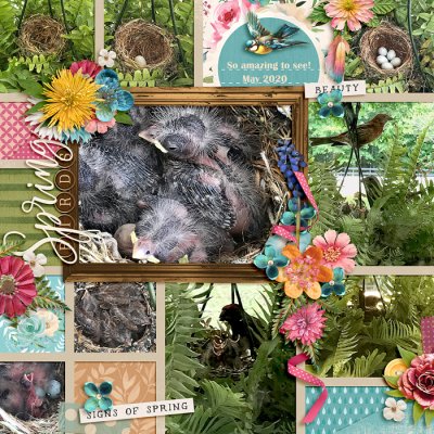 Spring Birds