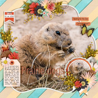 Prairie dogs