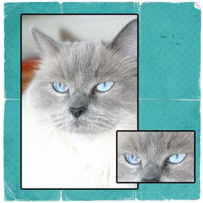 Shutterbug 27 - Close Up