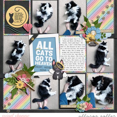 All Cats Except Mona