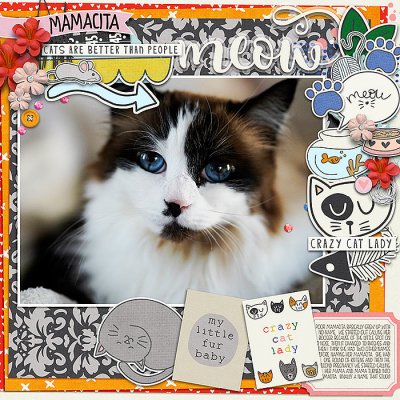 Crazy Cat Lady