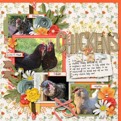 Welcome Chickens