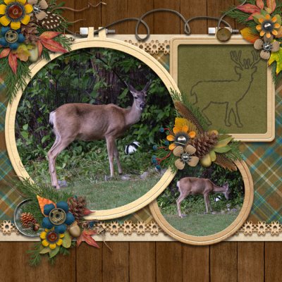 Deer