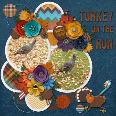 turkey on the run