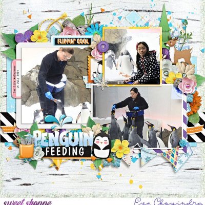 penguin feeding