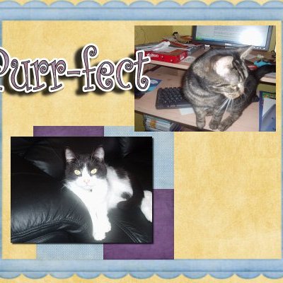 purrfect