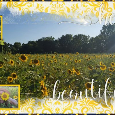 Sunflower Fields