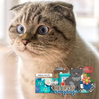 Mugglesky the Cat