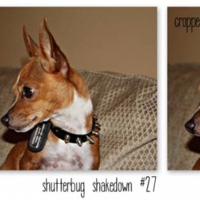 Shutterbug Shakedown #27