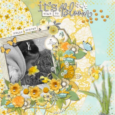 Daffodils