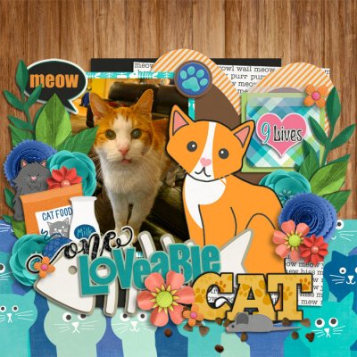 One Loveable Cat