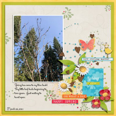 Bird Chirping Weather