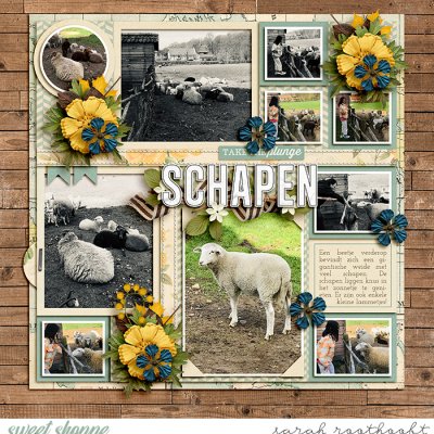 Schapen