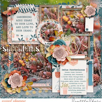 Succulents