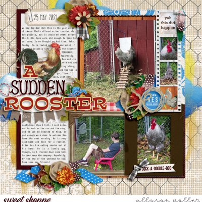 A Sudden Rooster