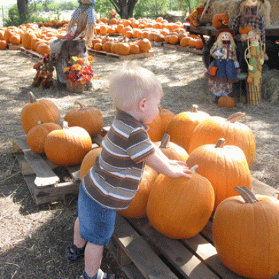 Pumpkin Pickin'